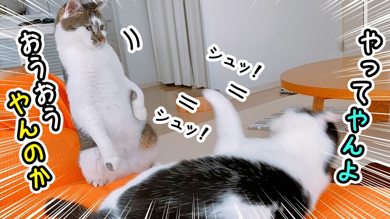 猫先輩 カード検索 ｜ Z/X - Zillions of enemy X - ゼクス公式サイト