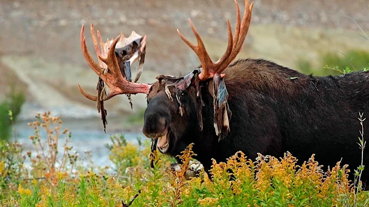 Wildlife Photography - Bull Moose Rubbing Velvet - 4K - Jackson Hole / Grand Teton National Park
