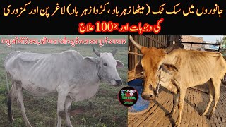 Treatment Of Suk Tuck, Zeharbad, Weakness,Liver Fluke In Dairy Animals|Farming Official चूसो, जहर screenshot 4