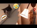 Cat reactions to weird things   pets planet 