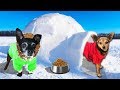 Building Our Dogs a Giant Igloo in the Snow! PawZam Dogs