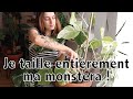 Taille et boutures de monstera  mes conseils   vertbobo