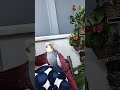 Acorda Maria bonita!!