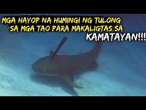 Video: Paano Makaligtas Sa Pagkamatay Ng Isang Hayop