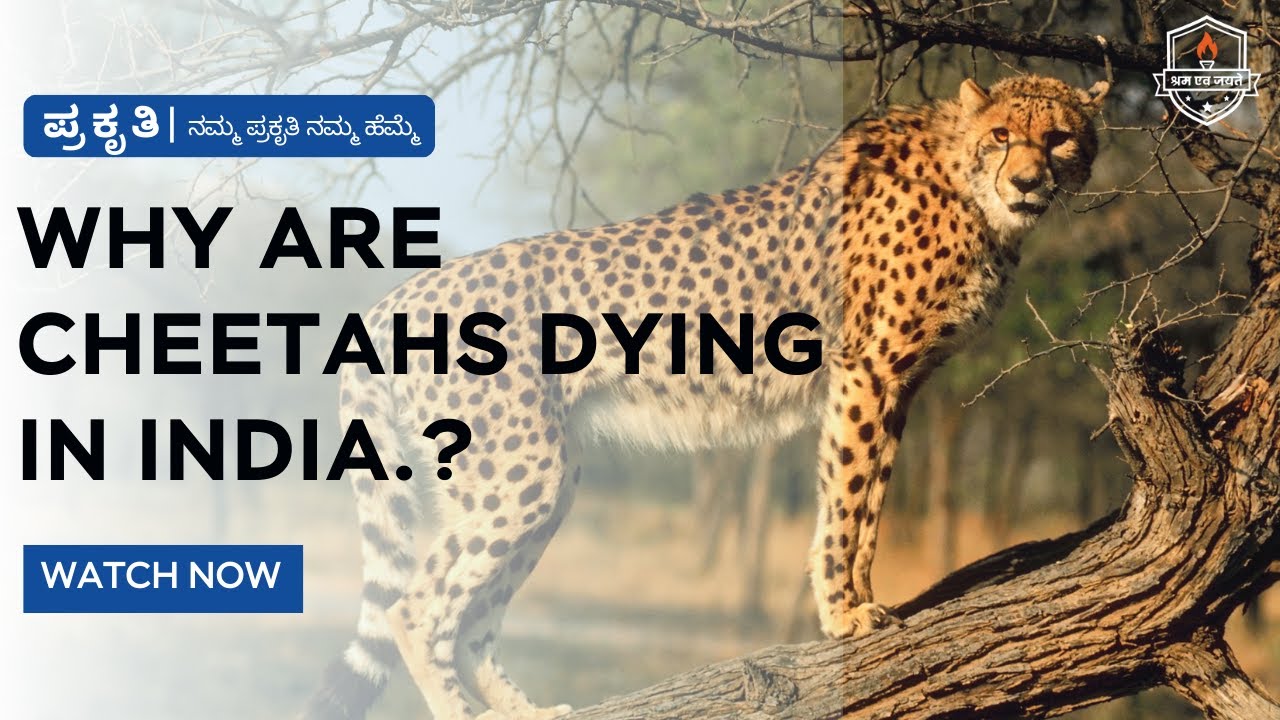 ಪ್ರಕೃತಿ | Why are Cheetahs dying in India.? | By Miss. Sahana | #