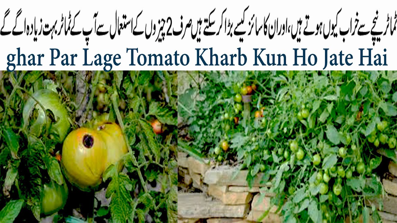 Tomato Plants Best Fertilizer in Urdu YouTube
