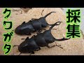 【昆虫採集】 クワガタ採集 カブトムシ採集 下見な感じで 【insect collecting】