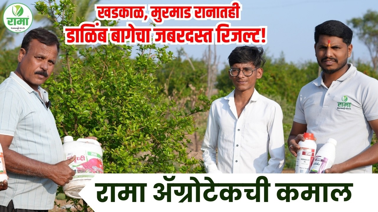 🍎🌿 खडकाळ, मुरमाड रानातही डाळिंब बागेचा जबरदस्त रिजल्ट! रामा ॲग्रोटेकची कमाल 🔥💯 #ramaagrotech