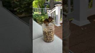 Mindfulness at its finest🥜🐿️😌✌️ #closeup #chipmunk