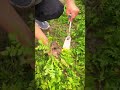 easy way to harvest wild vegetables found in empty fields #shorts #harvest #vegetables