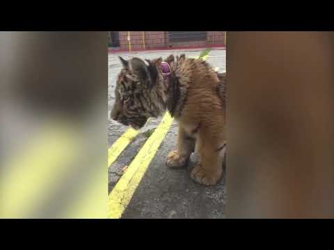 Asegura PROFEPA tigre siberiano de restaurante ubicado en Iztapalapa, CDMX