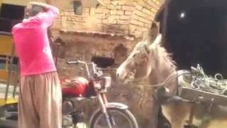 Donkey is dancing with man