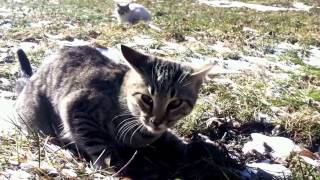 Cat eats rat from head to tail.