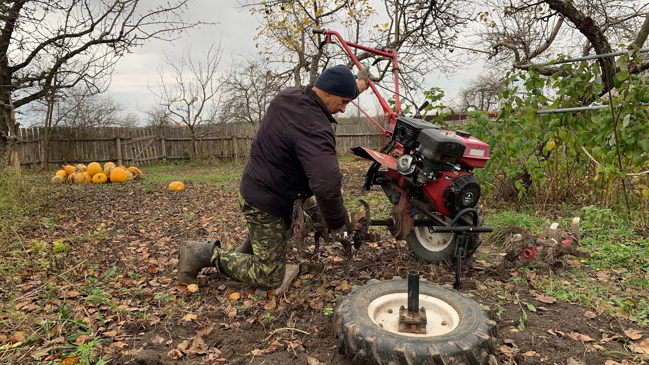 Осенние работы на винограднике и огороде. Ремонтантная малина погибает