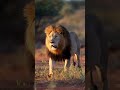🦁👑 #animalshorts #ytshortsvideo