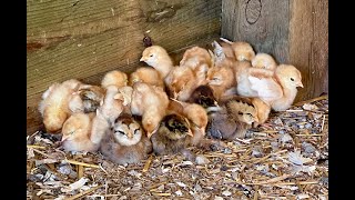 Can The Chicks Fall Asleep?