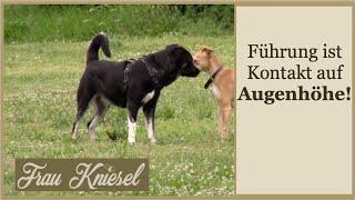 Was Wir Von Hunden Über Führung Lernen Können Hundesprache Und Hundeverhalten