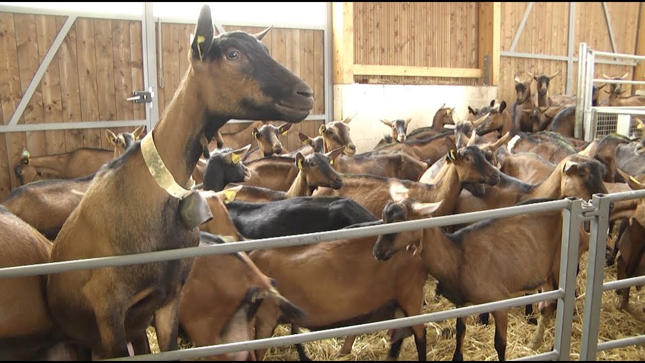 La Chèvre Baillarguoise, une ferme urbaine !