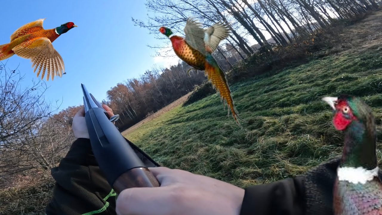 CACCIA AL FAGIANO IN RISERVA (LA BECCACCIA) DICEMBRE 2024