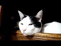 かご猫LIVE 200403
