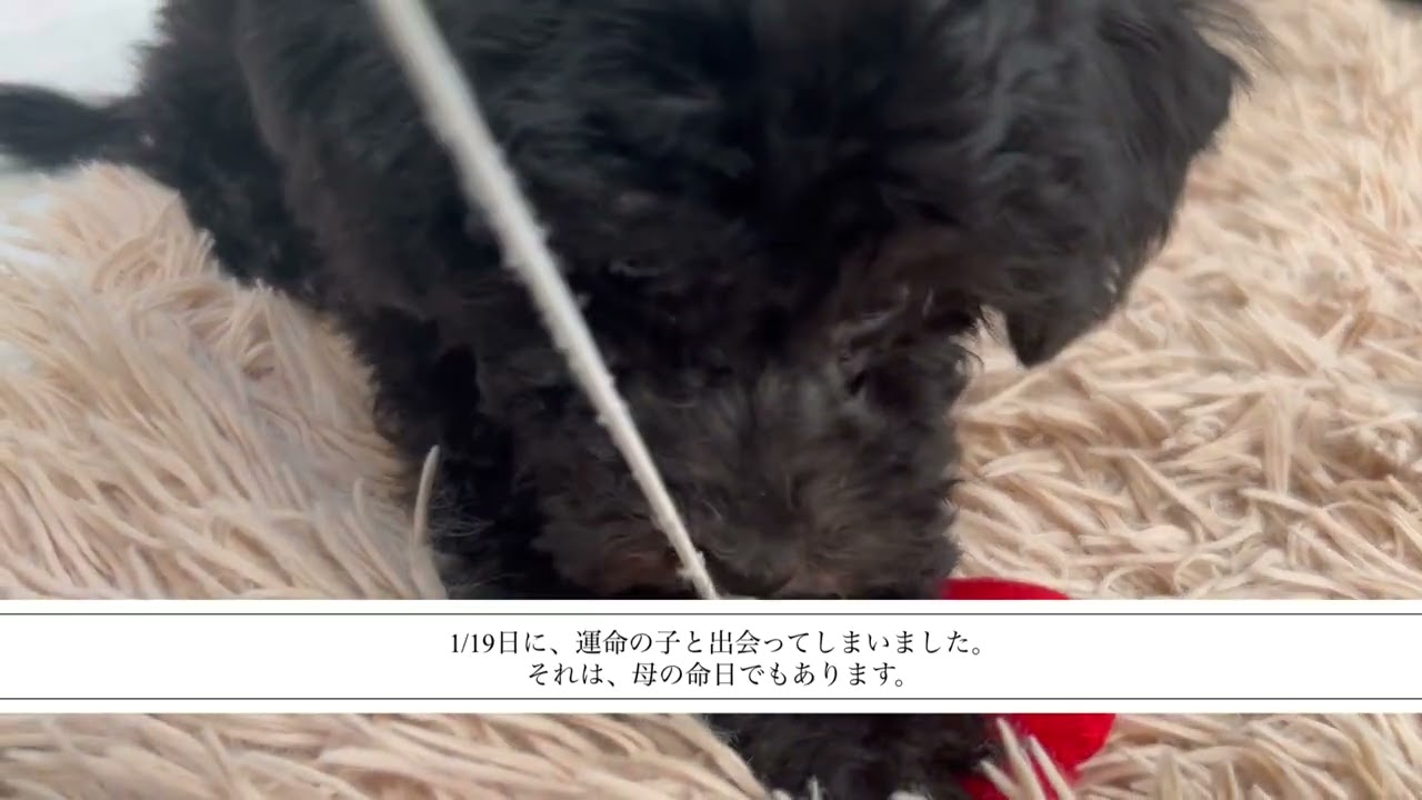 「生後2ヶ月」シルバートイプードルがやってきた！かわいさにメロメロ。でも、要求泣きが😭