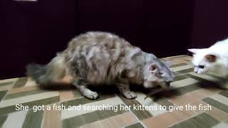 lovable momcat cat searching her kitten to share the fish #cat #momcatprotectskittens by Nisar Vlogs 59 views 3 years ago 1 minute, 47 seconds