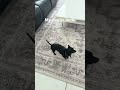 It's batman