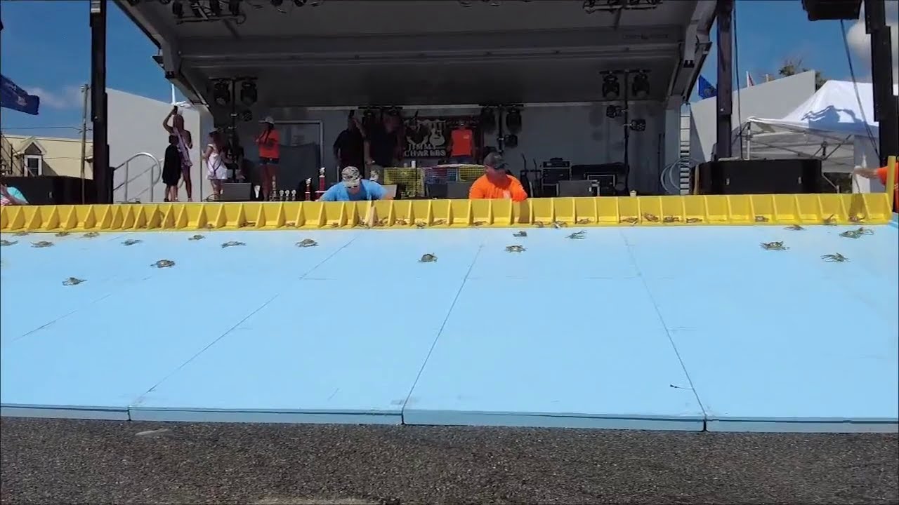 Crustaceans race in 75th annual Hard Crab Derby in Maryland