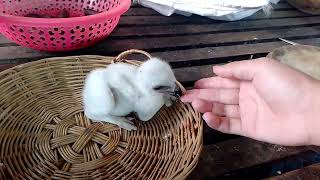 The Baby Chengeable Hawk-Eagle Growing Up
