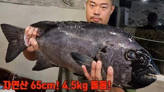 괴물처럼 생긴 자연산 초대물 돌돔 65cm 4.6kg