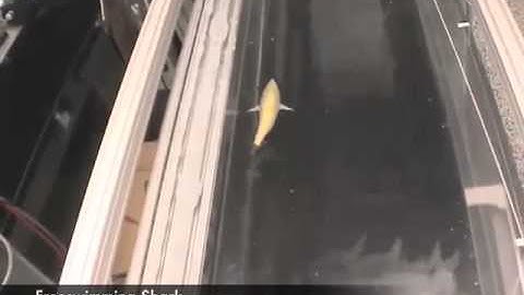 Development of soft robotic fish 2008