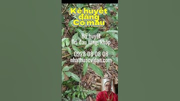 Kê huyết đằng cỏ máu có tác dụng gì #kehuyetdang