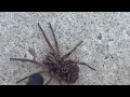 Spider explodes and baby spiders crawl everywhere it gave birth  1 million views