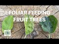 Foliar feeding fruit trees