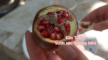 Lựu Ấn độ tại Sài Gòn - hái và bổ quả lựu ấn độ trồng thùng xốp - Indian pomegranate tree