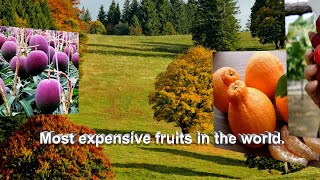 12 most Expensive fruit in the World