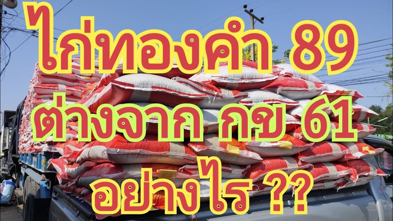 ไก่ทองคำ 89 แตกต่างจาก กข 61 อย่างไร ??  🌾🌾 สนใจพันธุ์ข้าว 0899428684