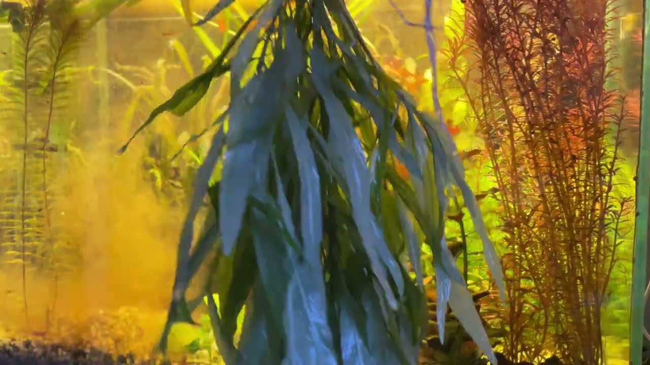 Пересадка растений 🌿🌿🌿(1часть)