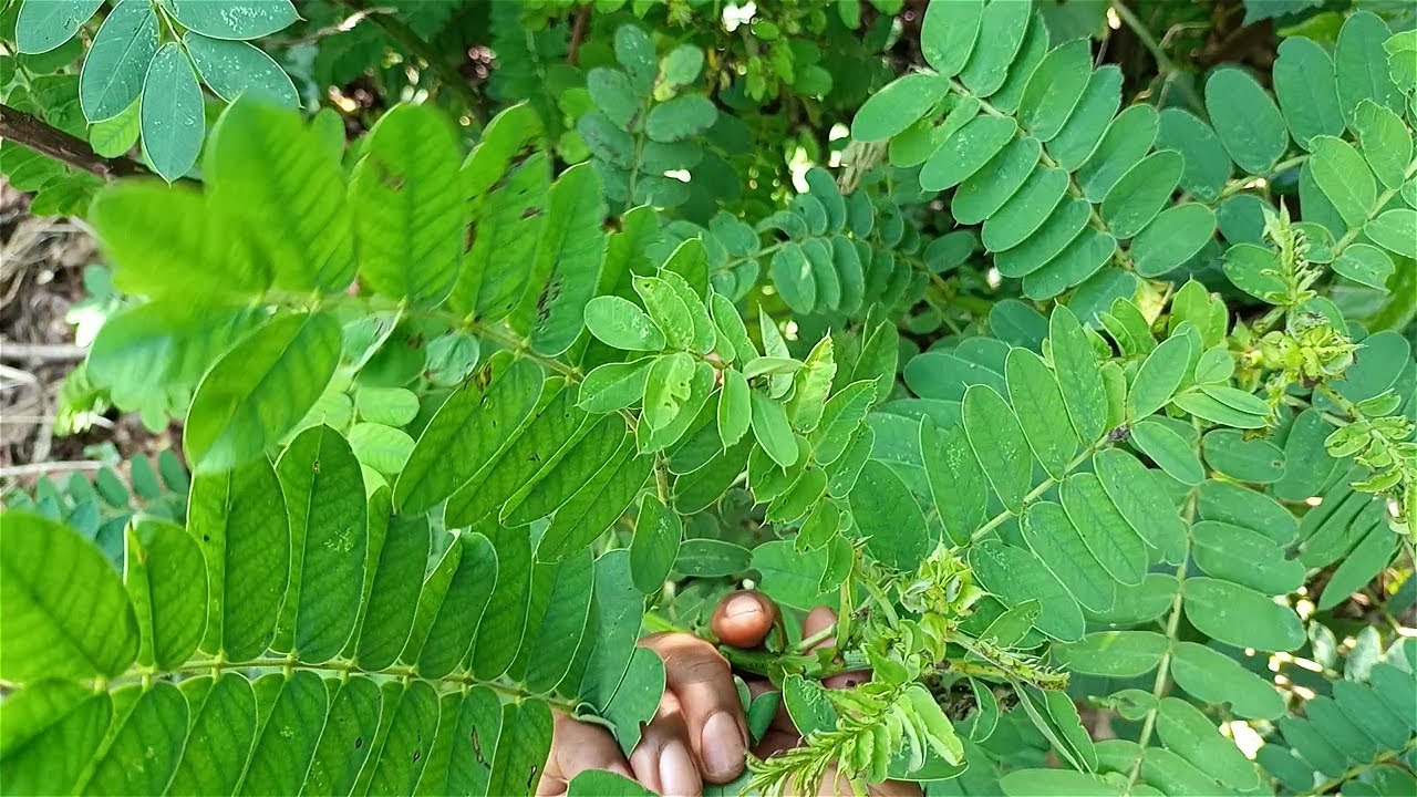 Edagala Lilino Baliyita OMUKYULA Obadde Okimanyi Nti OMUCUULA Bweguti Bwegufanana