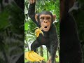 Monyet gokil makan pisang banana #shorts