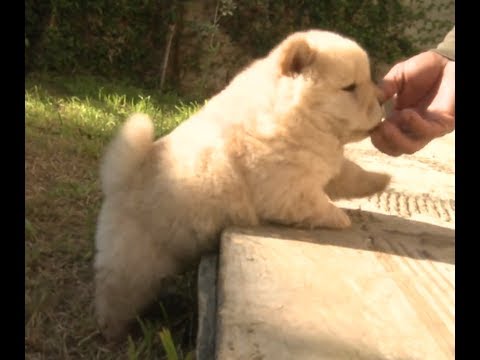 chow chow puppies craigslist