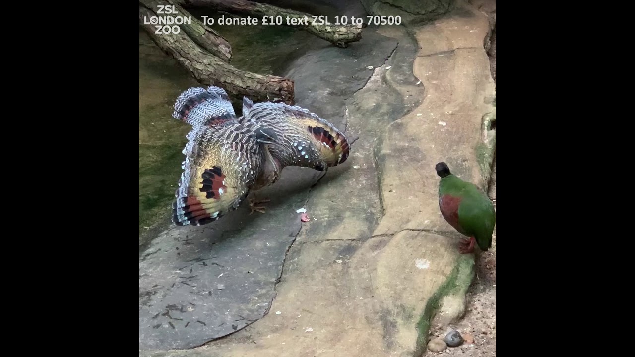 Sean Bean the Sunbittern 