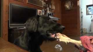 豚骨を食べる犬  