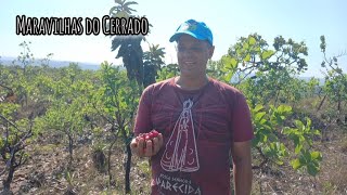 We took advantage of the day to explore the Cerrado and all the wonders it has to offer 🌴🪾