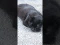 #midnight #viralshort #cat #catvideos #catvideos #catnap #blackcat #explore #fypp #🐈‍⬛ #sleepycat