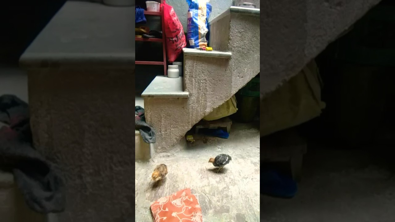 hellycoptar hellycoptar || 