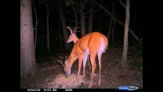Trail Camera Pictures Cuddeback 2010