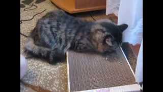 Реакция кота на когтеточку с кошачьей мятой Реакция кота на когтеточку с кошачьей мятой