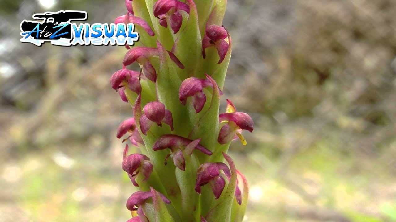 South African Orchid - YouTube