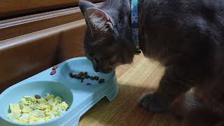 Cat eating kibble and egg | ASMR cat eating by Simply Rissa 109 views 8 months ago 7 minutes, 15 seconds